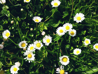 Many white daisies in top view of meadow, floral background