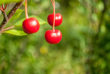 Three ripe cherries on a branch against a cherry orchard background