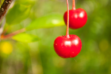 Ripe cherry red on a green background