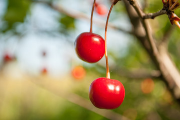 Ripe cherry red on a green background with a branch