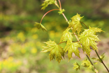Spring, summer green natural background with leaves of young maple.