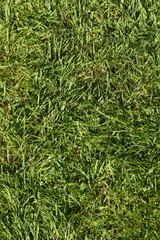 Obraz premium Grüne Rasenfläche