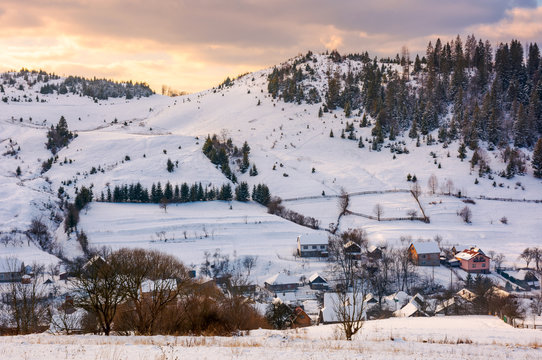 village down the hill on winter sunset. lovely mountainous countryside of Carpathians. spruce forest on top of the hill under the evening cloudy sky. cold weather