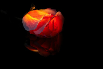 Illuminated red rose that looks like it's burning on a dark black background with little reflection 