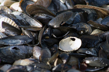 Muscheln am Ostseestrand