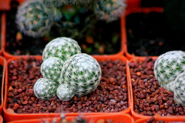 Top view cactus garden ,center focus. 