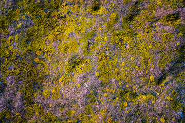 Moss on the old stone