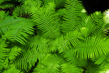 Fern in the forest against the backdrop of the green trees of the mountain forest