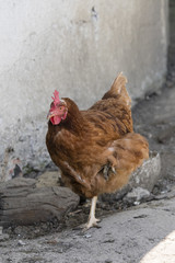 Home-made brown chick stands on one leg.
