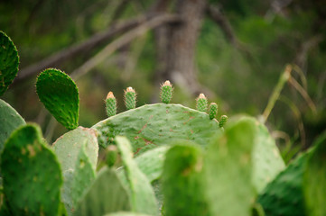 Close up macro photography of cactuses in the desert. Texture background