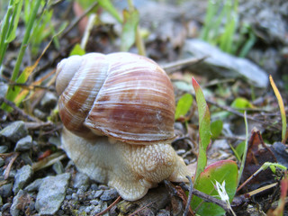 SAMSUNG DIGITAL CAMERA