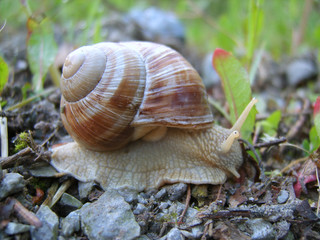 SAMSUNG DIGITAL CAMERA