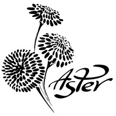 Black and white silhouette of asters. Lettering Aster. Vector illustration