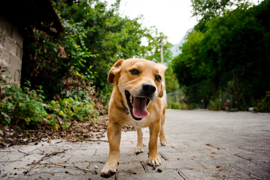 Low shot of happy active dog walking outdoors