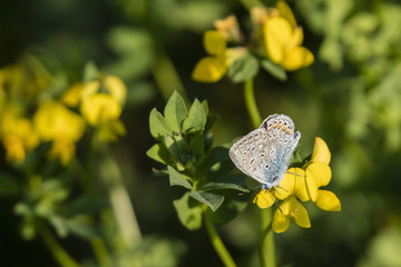 Blue butterfly on a yellow flower.