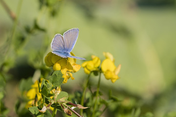 Blue butterfly on a yellow flower.