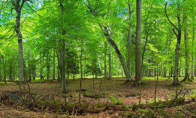 Obraz premium forest landscape old fallen tree against the backdrop of the green trees of a mountain forest
