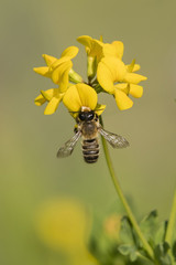 A bee pollinating a yellow flower.