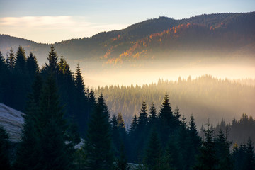 Naklejka na ściany i meble glowing fog in mountains at sunrise. beautiful autumn scenery of Apuseni Natural Park in Romania