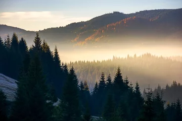 Crédence de cuisine en verre imprimé Forêt dans le brouillard glowing fog in mountains at sunrise. beautiful autumn scenery of Apuseni Natural Park in Romania
