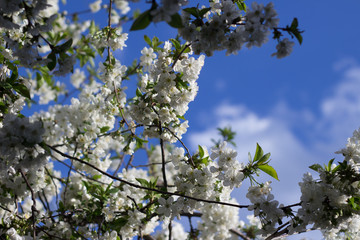 Blooming cherry branch. In the blue sky with clouds.