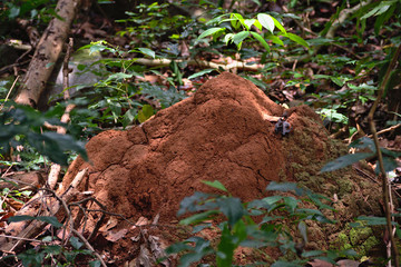 Termite mound 