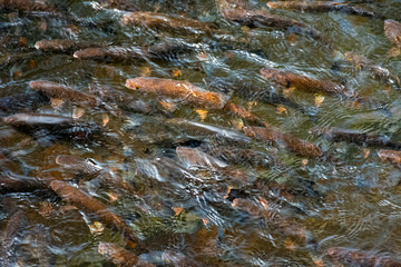 lots of trout in clear water of wild lake. lovely nature background close-up. clean environment concept