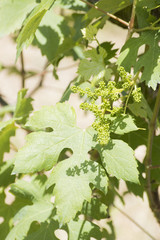 Vineyard, grapes growing during spring and green leaves