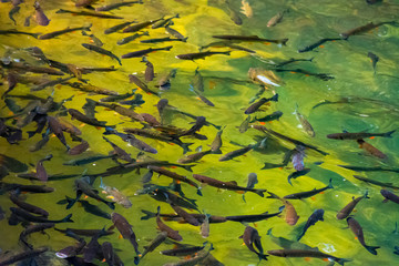 lots of trout in clear water of wild lake. lovely nature background. clean environment concept