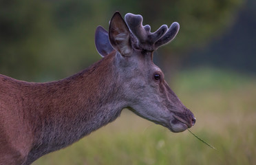Male Red Deer