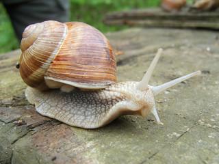 Улитки в лесу