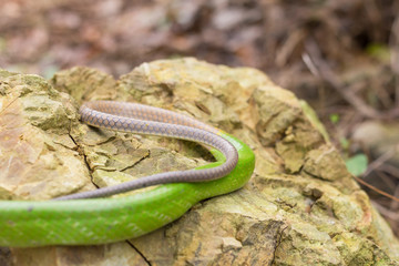 Green snake notice that the tail is toxic.