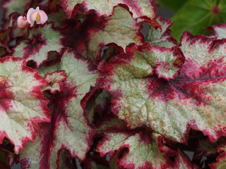 Begonia　ベゴニア