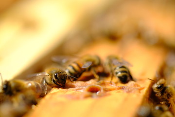Allevamento di Api