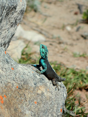 Naklejka na ściany i meble Lizard on the stone