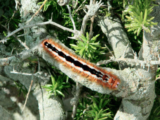 Large exotic caterpillar