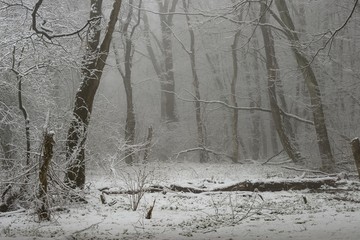 Fototapeta premium Cold spring
