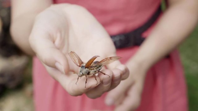 slow motion close up the cockchafer takes off from the hand of the girl