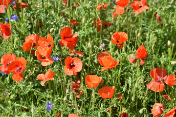 Obraz premium Coquelicots rouges