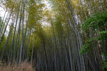 Bamboo grove, bamboo forest at Arashiyama, Kyoto, Japan