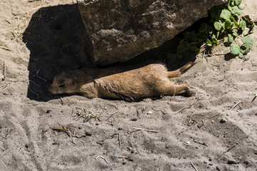 Präriehund im Zoo, Präriehund liegt im Schatten, Präriehund im Tierpark