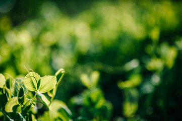 Obraz premium Fresh young green pea plants in the ground on the field early hour in the spring garden. The farm where they grow peas. The morning sun shines on peas without flowers. Green field with space for text