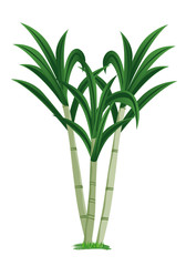 sugar cane plant vector design