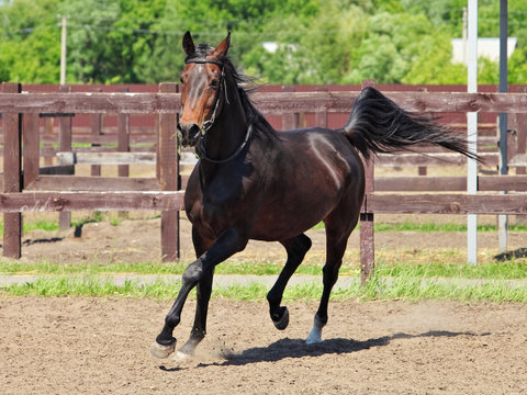 Thoroughbred horse racer runs on a stud farm paddock