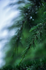 PINE TREE