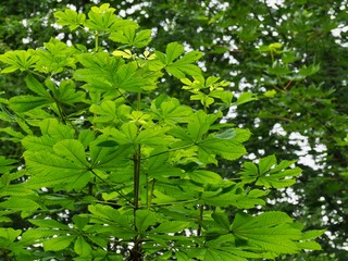 Horse Chestnut 