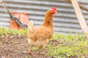 free range chicken in a meadow spring time