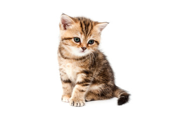 Obraz premium British short hair kitten.