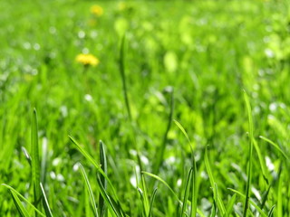 Green grass with wildflowers in sunny day, selective focus, close up. Green nature background, shallow depth of field