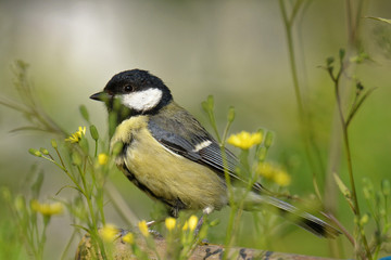 Mésange de mon  jardin